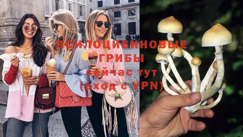 продажа наркотиков  Моздок  Галлюциногенные грибы MAGIC MUSHROOMS 